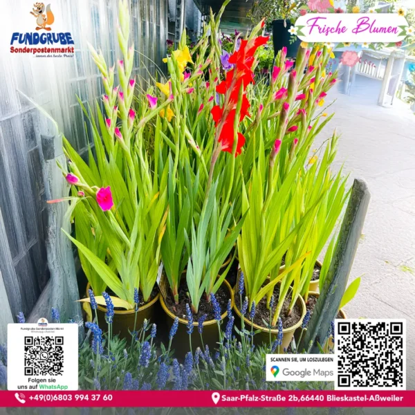 Lebendige Gladiolen & Muscari-Mischung