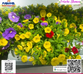 Florale Zierblume