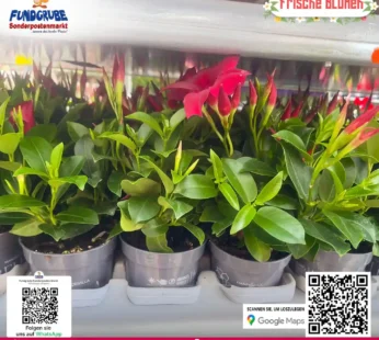 Dipladenia / Sundaville