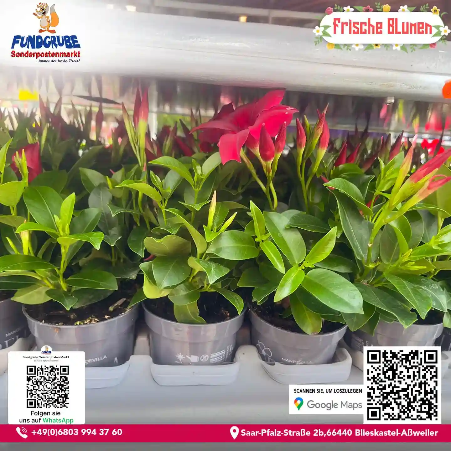Dipladenia