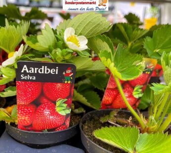 Aardbei Selva: Natürlicher Erdbeergenuss