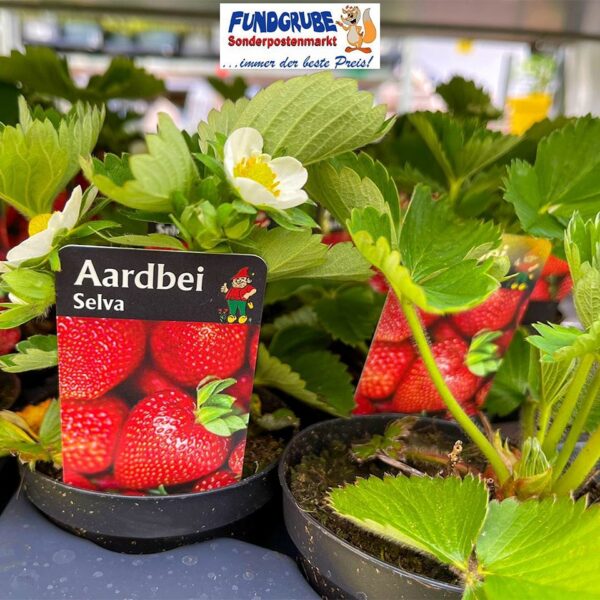 Aardbei Selva