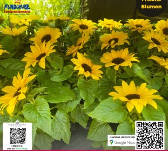 Sonnenblume Miniatur