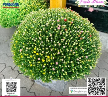 Chrysanthemen-Busch „Erster Kuss“