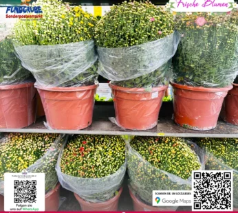 Winterharte Chrysanthemen-Mischung