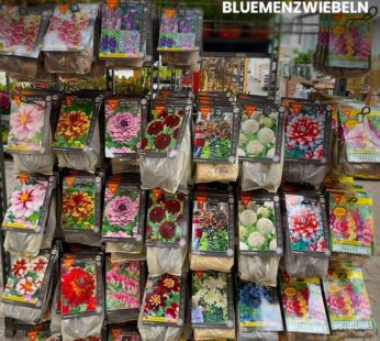 Hochwertige Blumenzwiebeln für den Sommer | Verschiedene Sorten