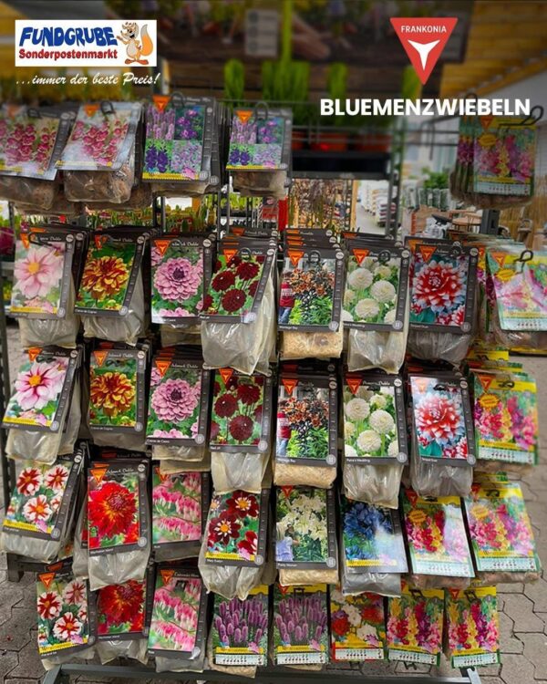 Hochwertige Blumenzwiebeln für den Sommer | Verschiedene Sorten