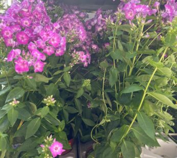 Duftender Phlox paniculata: Bauerngarten-Klassiker