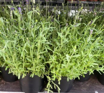 Duftender Lavendel: Winterhart & Bienenfreundlich