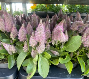 Federbusch / Celosia: Exotischer Sommer-Blickfang