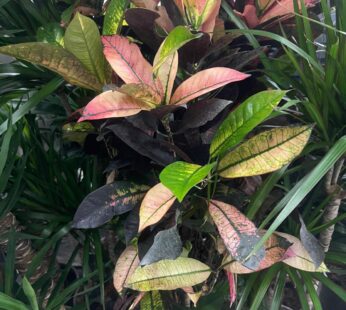 Kroton (Codiaeum): Farbenprächtige Zimmerpflanze