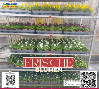 Stiefmütterchen & Hornveilchen | Bunte Viola für Balkon & Garten | Winterhart & Pflegeleicht