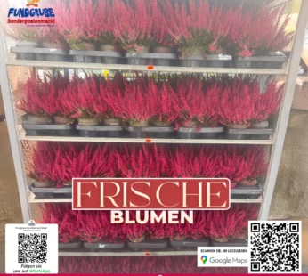 Knospenheide „Calluna“ | Leuchtend pinke Herbstheide | Winterhart & Extrem Langlebig