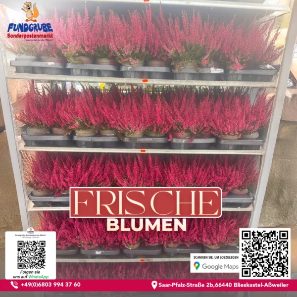 Knospenheide "Calluna" | Leuchtend pinke Herbstheide | Winterhart & Extrem Langlebig