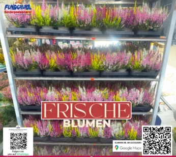 Heidekraut ‚Garden Girls‘ | Bunte Calluna für Herbst & Winter | Winterharte Knospenheide