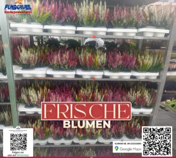 Heidekraut-Mix in Schalen | Dekorative Calluna für Herbstdeko | Fertig bepflanzte Schalen