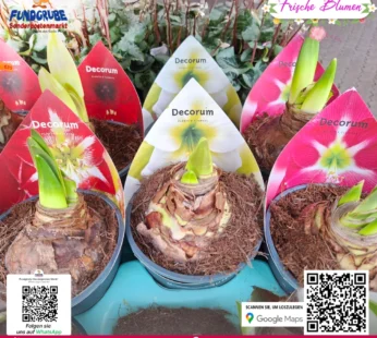 Amaryllis (Hippeastrum) Zwiebel im Topf | Ritterstern | Rot & Weiß