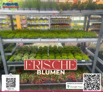 Grüne Bodendecker & Stauden | Pflegeleichter Mix für Garten & Balkon | Immergrün & Robust