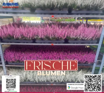 Heidekraut in Weiß & Pink | Elegante Calluna für Herbst & Winter | Winterharte Heide