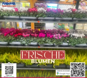 Herbst-Mix: Alpenveilchen & Heide | Cyclamen & Calluna | Deko für Balkon & Fensterbank