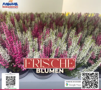 Zweifarbige Knospenheide | Calluna in Pink & Weiß | Winterhart & Langlebig