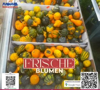 Bunte Zierkürbisse | Herbstdeko & Halloween Deko | Cucurbita pepo