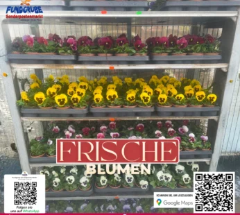Bunte Stiefmütterchen (Viola) | Frische Frühlingsblumen kaufen | Günstig für Beet & Balkon