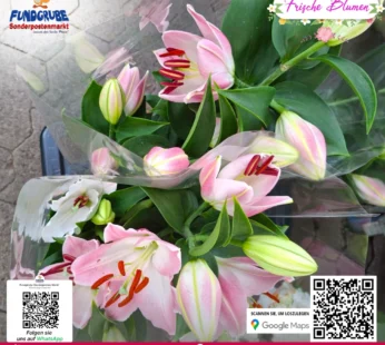Prachtvolle Lilien (Lilium) | Frisch geschnitten für die Vase | Rosa & Weiß