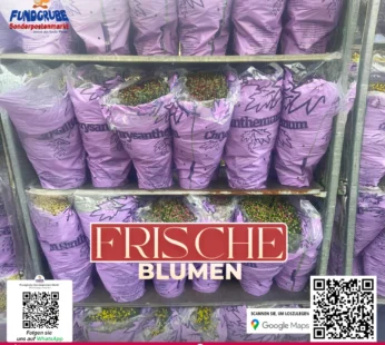 Chrysanthemen Büsche (Chrysanthemum) | Farbenprächtige Herbstblumen | Günstig bei Fundgrube