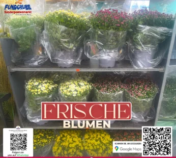 Topf-Chrysanthemen | Bunte Herbst-Deko für Innen & Außen | Chrysanthemum indicum