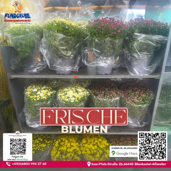 Topf-Chrysanthemen | Bunte Herbst-Deko für Innen & Außen | Chrysanthemum indicum