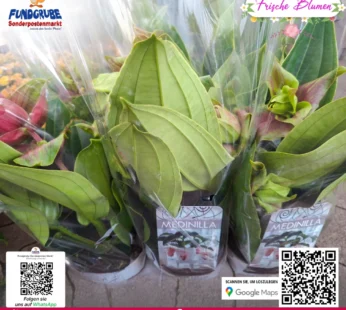 Medinilla magnifica | Exotische Zimmerpflanze mit rosa Blütendolden