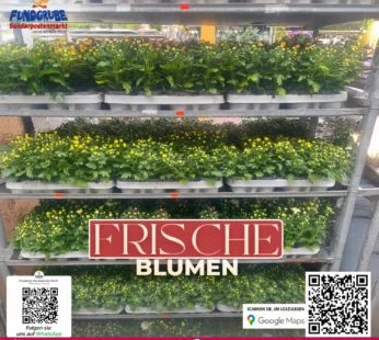 Gelbe Margeriten / Chrysanthemen | Sommerblumen & Herbstblüher | Günstige Topfpflanzen