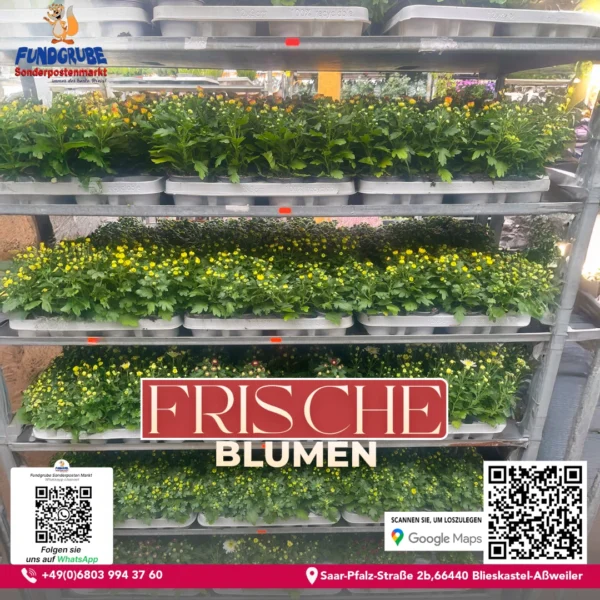 Gelbe Margeriten / Chrysanthemen | Sommerblumen & Herbstblüher | Günstige Topfpflanzen