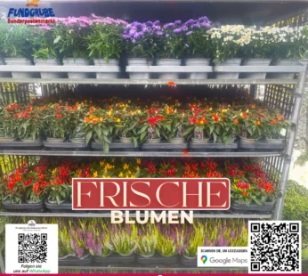 Herbstpflanzen-Mix | Aster, Zierpfeffer & Heidekraut | Herbstzauber für Balkon & Garten