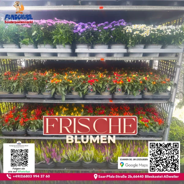 Herbstpflanzen-Mix | Aster, Zierpfeffer & Heidekraut | Herbstzauber für Balkon & Garten