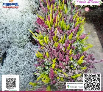 Bunte Besenheide (Calluna vulgaris) | Herbstzauber für Balkon & Garten | Winterhart