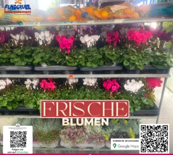 Alpenveilchen (Cyclamen) | Zimmerpflanze & Herbstblüher | Pflegeleichte Zimmerpflanze