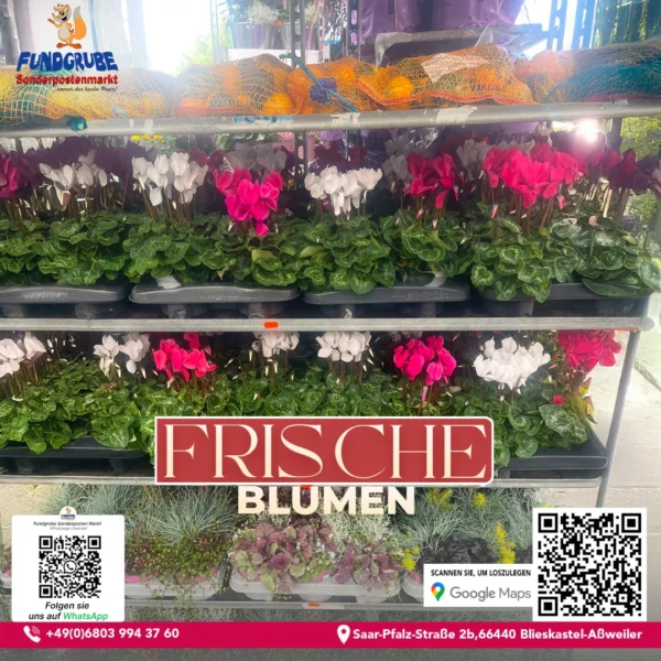 Alpenveilchen (Cyclamen) | Zimmerpflanze & Herbstblüher | Pflegeleichte Zimmerpflanze