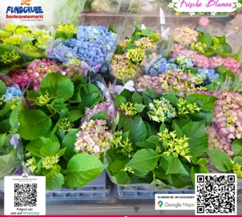 Bauernhortensie (Hydrangea macrophylla) im Topf | Üppige Blütenbälle