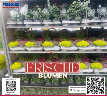Stauden-Mix | Eukalyptus, Fetthenne & Ehrenpreis | Pflegeleichte Gartenpflanzen