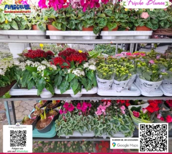 Stern von Ägypten (Pentas lanceolata) | Rote & Weiße Blütensterne